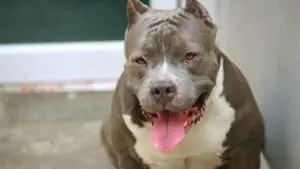 Em Minas Gerais é proibida a procriação e entrada de cães da raça Pit Bull