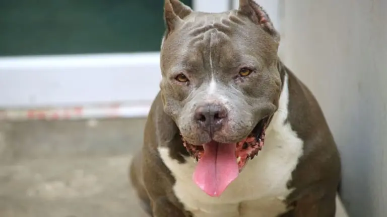 Em Minas Gerais é proibida a procriação e entrada de cães da raça Pit Bull