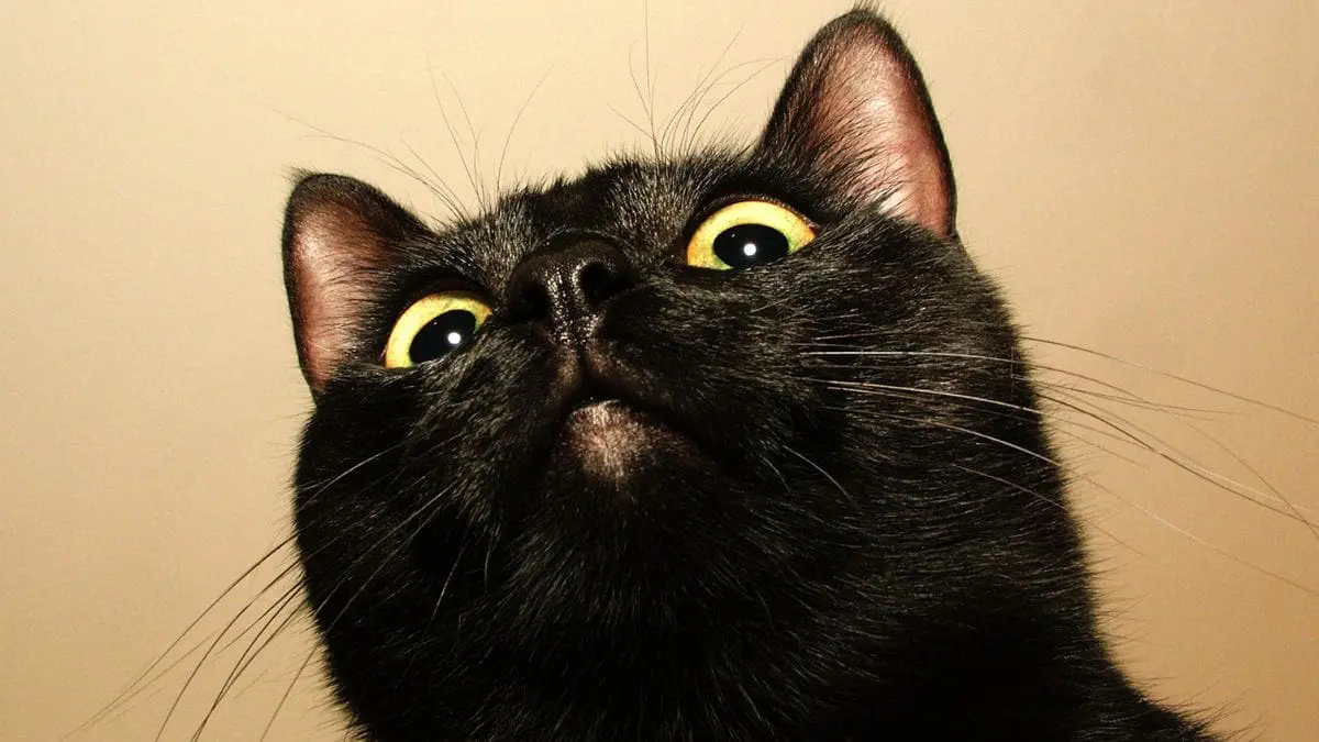 A sorte ou o azar ligados aos gatos pretos dizem mais sobre cren&ccedil;as humanas do que sobre os pr&oacute;prios animais.