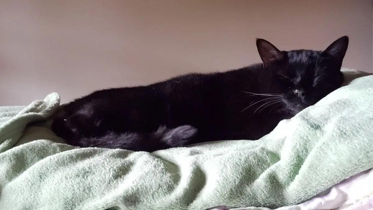A sorte ou o azar ligados aos gatos pretos dizem mais sobre cren&ccedil;as humanas do que sobre os pr&oacute;prios animais.
