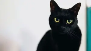 Em várias culturas, gatos pretos são considerados amuletos de sorte