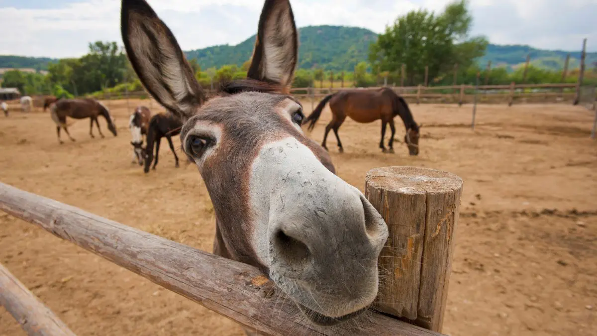 China está acabando com os jumentos do Brasil. População já caiu 94% A discussão vai além da proteção animal. Ela envolve biodiversidade, cultura, economia e a preservação de um dos símbolos mais marcantes do semiárido brasileiro.