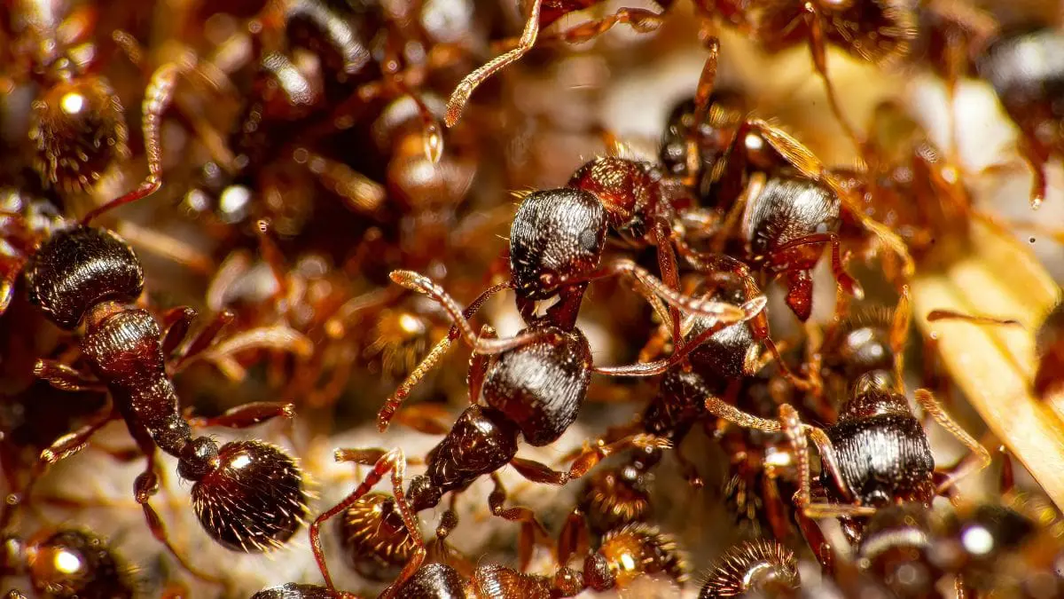 &Agrave;s vezes, a natureza esconde respostas complexas em coisas que parecem simples demais para chamar aten&ccedil;&atilde;o.