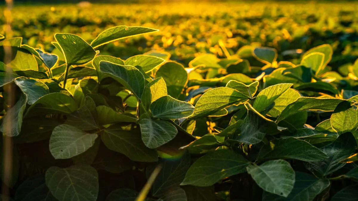 As plantas n&atilde;o possuem c&eacute;rebro nem sistema nervoso como os animais, mas desenvolveram mecanismos surpreendentemente eficientes para perceber e responder ao ambiente.