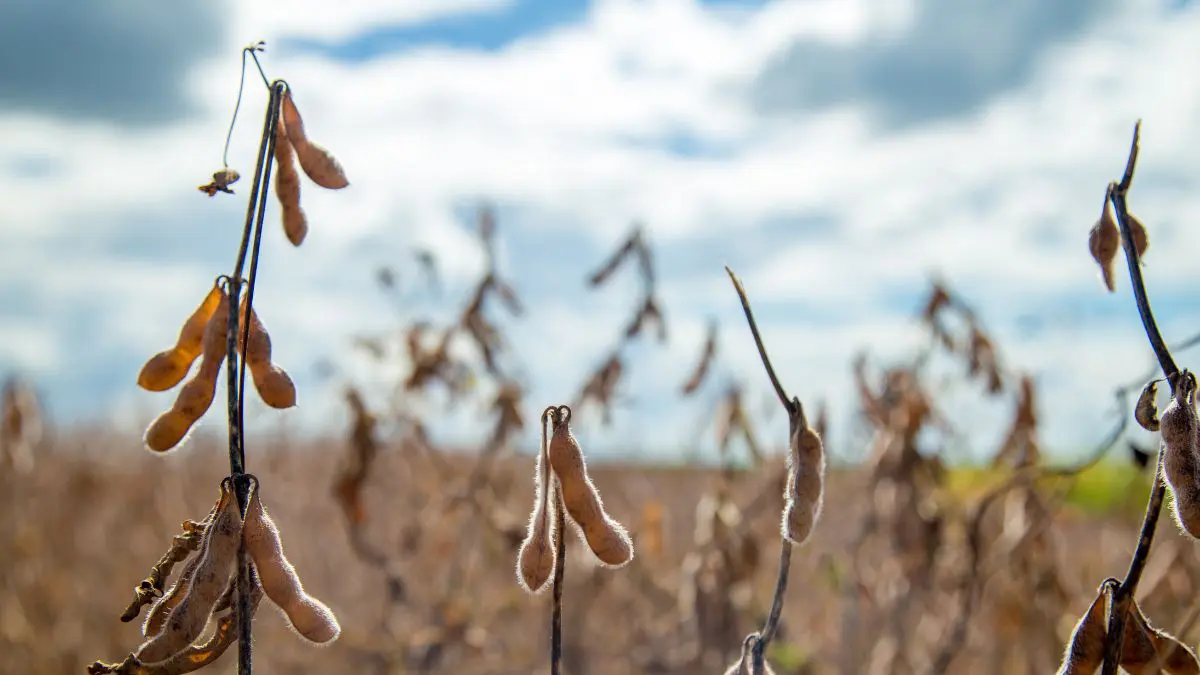 No caso da soja, uma das principais culturas agr&iacute;colas do planeta, certas pragas podem causar perdas gigantescas antes mesmo de serem identificadas.