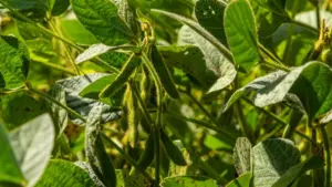 Plantas também choram e "gritam" quando são incomodadas, diz estudo
