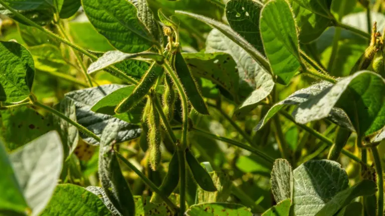Plantas também choram e “gritam” quando são incomodadas, diz estudo