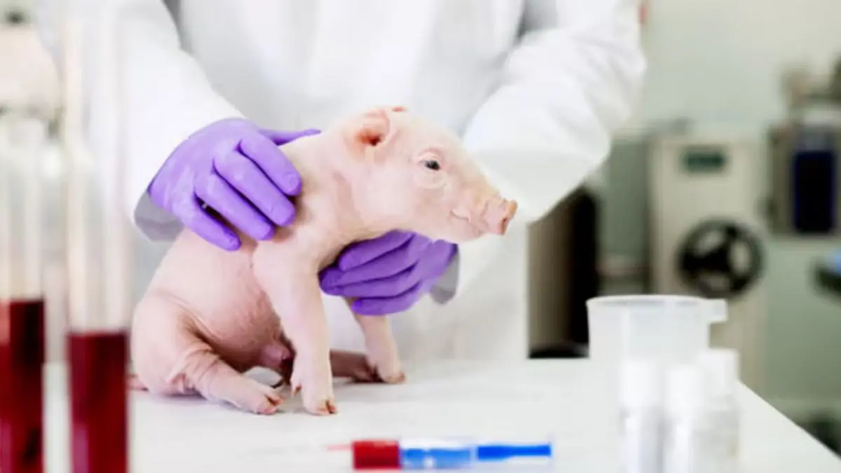 Outro campo que desperta curiosidade &eacute; o xenotransplante. A t&eacute;cnica consiste em utilizar &oacute;rg&atilde;os desenvolvidos em animais geneticamente modificados para posterior transplante em seres humanos.