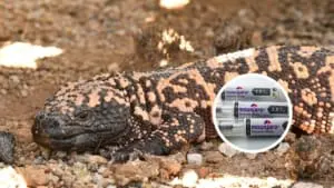 O remédio mais vendido do mundo surgiu da saliva de um lagarto venenoso