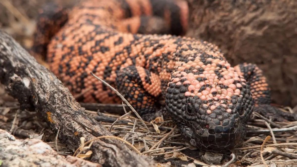 O remédio mais vendido do mundo surgiu da saliva de um lagarto venenoso Às vezes, uma das maiores revoluções da medicina começa onde quase ninguém procuraria: na biologia silenciosa de um animal venenoso