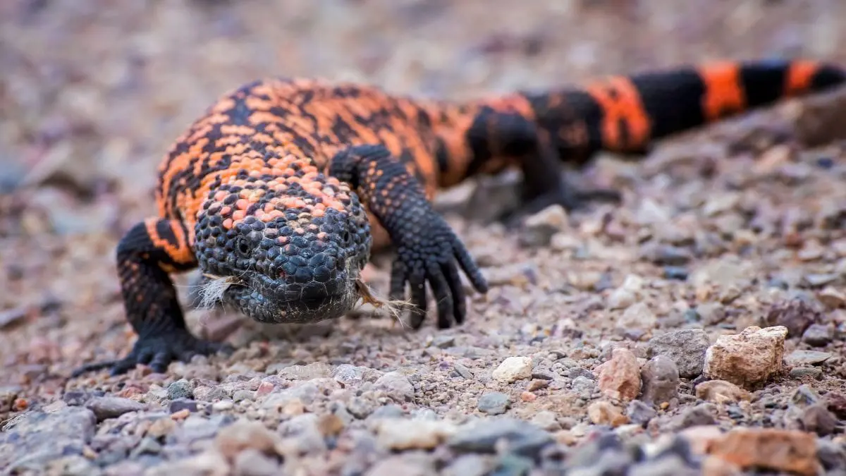 O remédio mais vendido do mundo surgiu da saliva de um lagarto venenoso a história do monstro-de-gila é uma daquelas curiosidades que parecem pequenas, mas revelam algo enorme