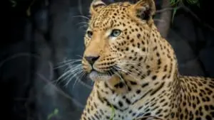 Saiba o que fazer se encontrar uma onça ou outro felino silvestre