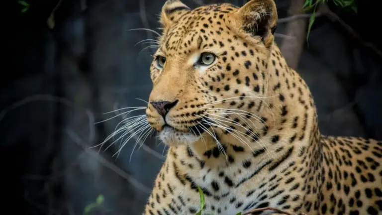 Saiba o que fazer se encontrar uma onça ou outro felino silvestre