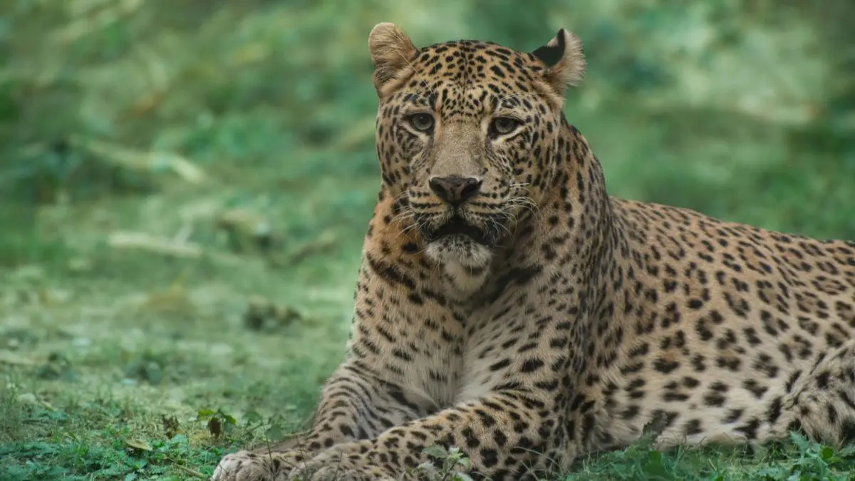 Saber o que fazer ao encontrar uma on&ccedil;a n&atilde;o &eacute; exagero, especialmente em regi&otilde;es de ecoturismo, propriedades rurais, cachoeiras, trilhas e &aacute;reas de mata