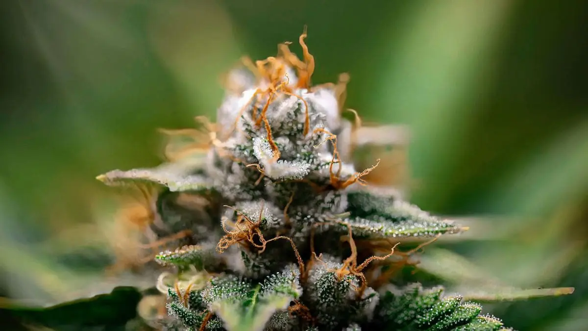 Senador dos EUA diz que maconha é mais segura que batatas do McDonald's Nos Estados Unidos, a criminalização da maconha atingiu de forma desproporcional comunidades negras e latinas ao longo das décadas