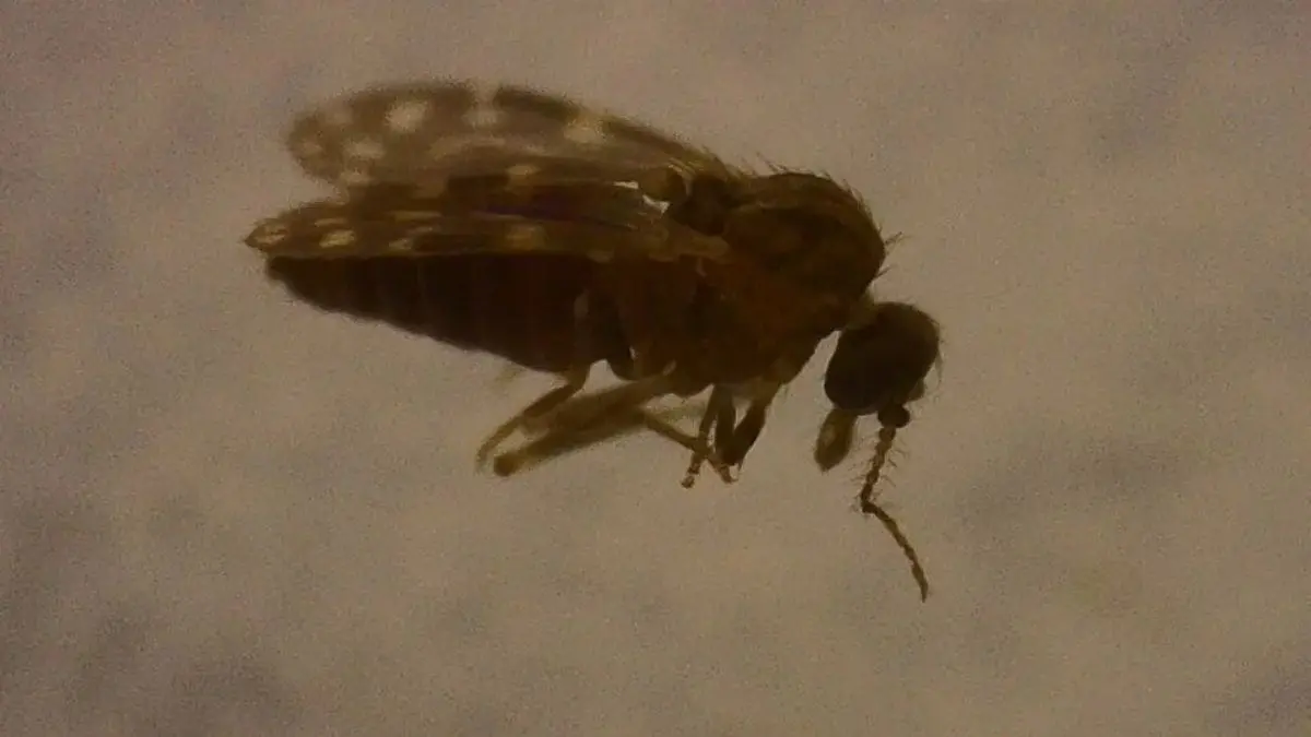 Na maioria dos casos, a infec&ccedil;&atilde;o pelo V&iacute;rus Oropouche provoca sintomas parecidos com os de outras doen&ccedil;as transmitidas por insetos
