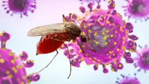 Vírus Oropouche já infectou mais de 5 milhões de pessoas no Brasil