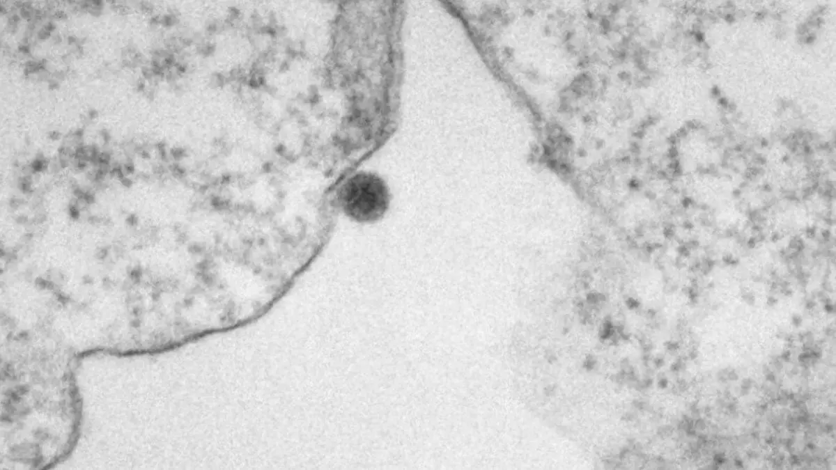 Os estudos identificaram uma nova linhagem viral, resultado de um processo chamado reassortimento gen&eacute;tico