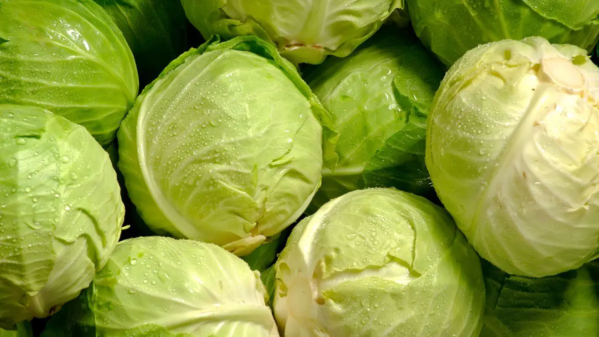 Repolho, brócolis e couve-flor são a mesma espécie de planta? Entenda O prato de comida pode parecer simples, mas muitas vezes carrega milhares de anos de seleção, mutação, cruzamento e escolhas humanas.