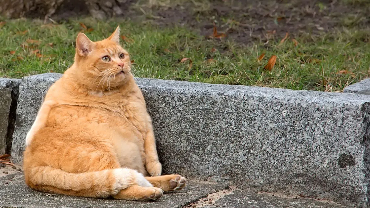 A obesidade pet deixou de ser apenas uma quest&atilde;o est&eacute;tica. Ela virou problema de sa&uacute;de, oportunidade de mercado e novo territ&oacute;rio de disputa entre empresas.