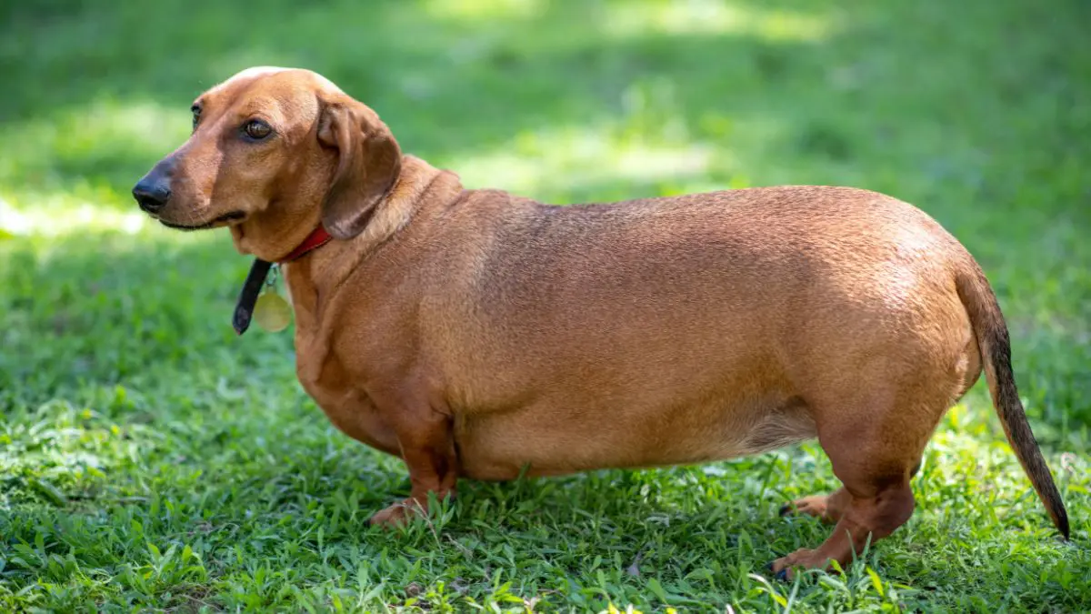 A tend&ecirc;ncia das canetas emagrecedoras para pets pode at&eacute; crescer, mas improvisar tratamento com rem&eacute;dio humano &eacute; perigoso e n&atilde;o deve ser feito.