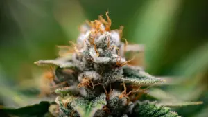 Cannabis aumenta a testosterona? Estudo suíço surpreende cientistas
