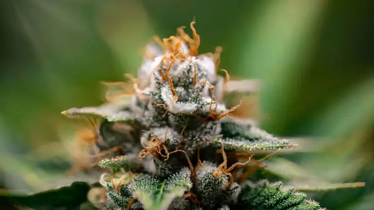 Cannabis aumenta a testosterona? Estudo suíço surpreende cientistas