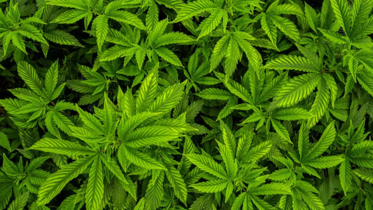 Al&eacute;m da testosterona, a pesquisa identificou dois poss&iacute;veis biomarcadores associados ao consumo regular de cannabis: a 11&beta;-hidroxiprogesterona e a 5&beta;-diidroprogesterona.