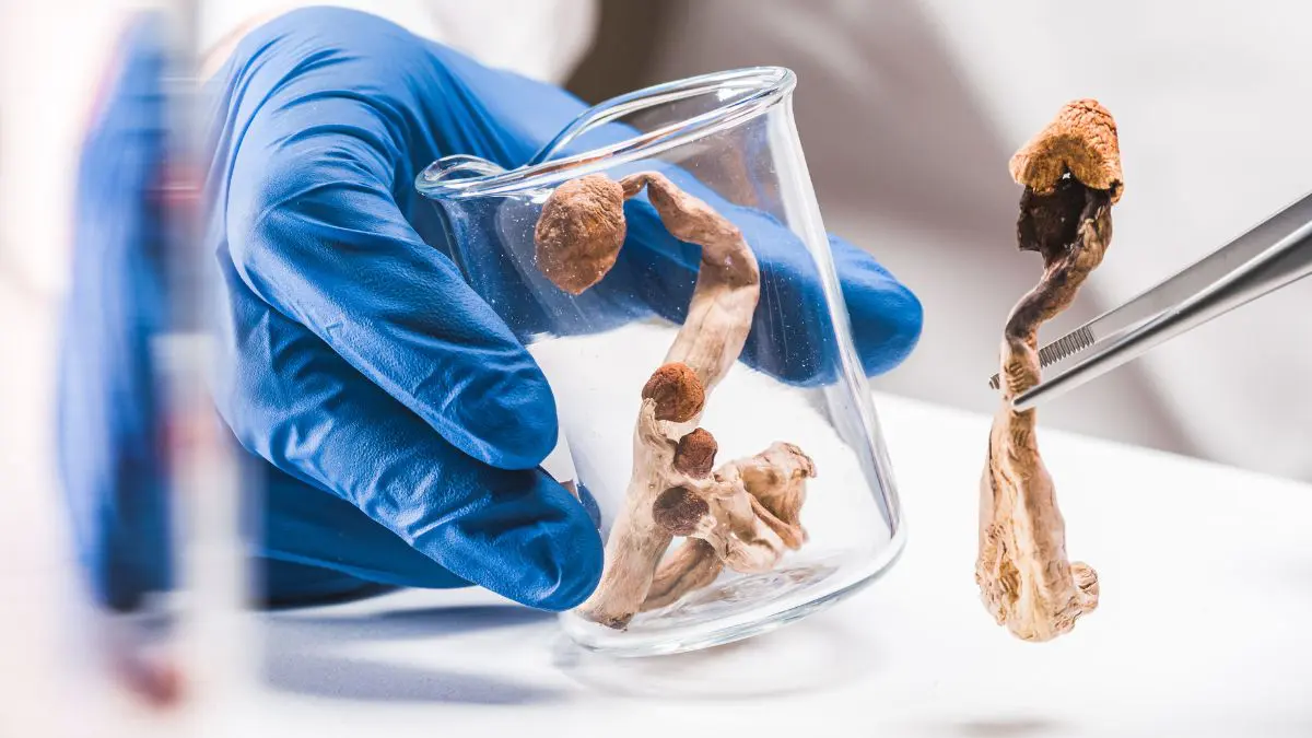 Cogumelos com psilocibina melhoram fala e autonomia de idosa com Alzheimer Durante o experimento, a paciente recebeu uma dose elevada de cogumelos com psilocibina sob supervisão clínica e autorização formal de seus responsáveis.