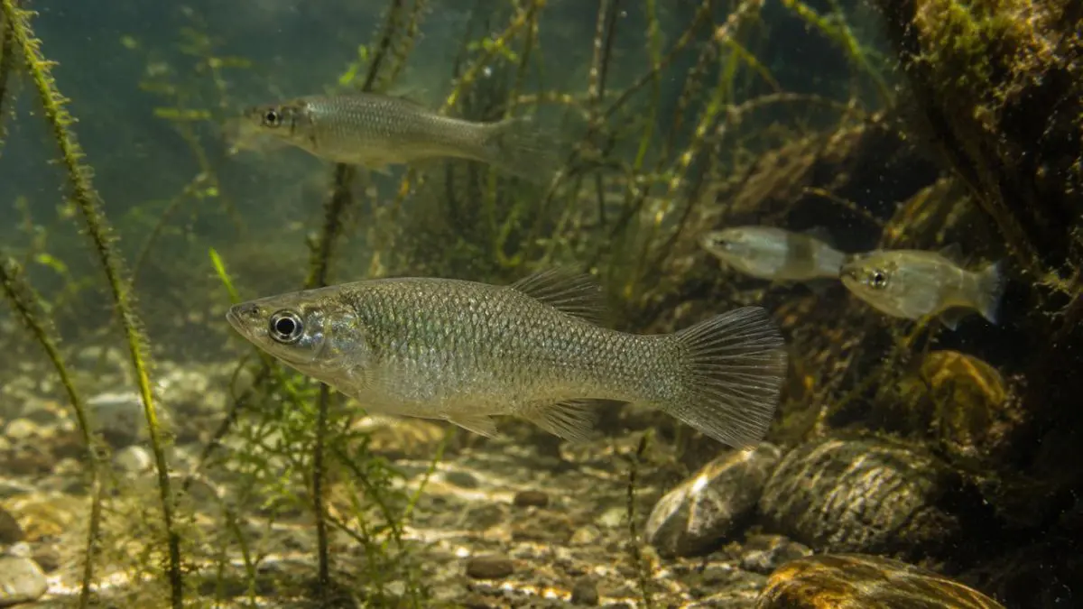 A espécie de peixes que sobreviveu por 100 mil anos sem a presença de machos Pesquisas recentes revelaram que um dos segredos dessa sobrevivência extraordinária está em um mecanismo conhecido como conversão gênica.