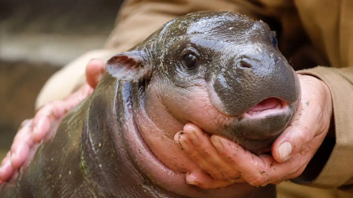 Segundo os respons&aacute;veis pelo Zool&oacute;gico de Berlim, a pequena f&ecirc;mea vem apresentando desenvolvimento bastante positivo.
