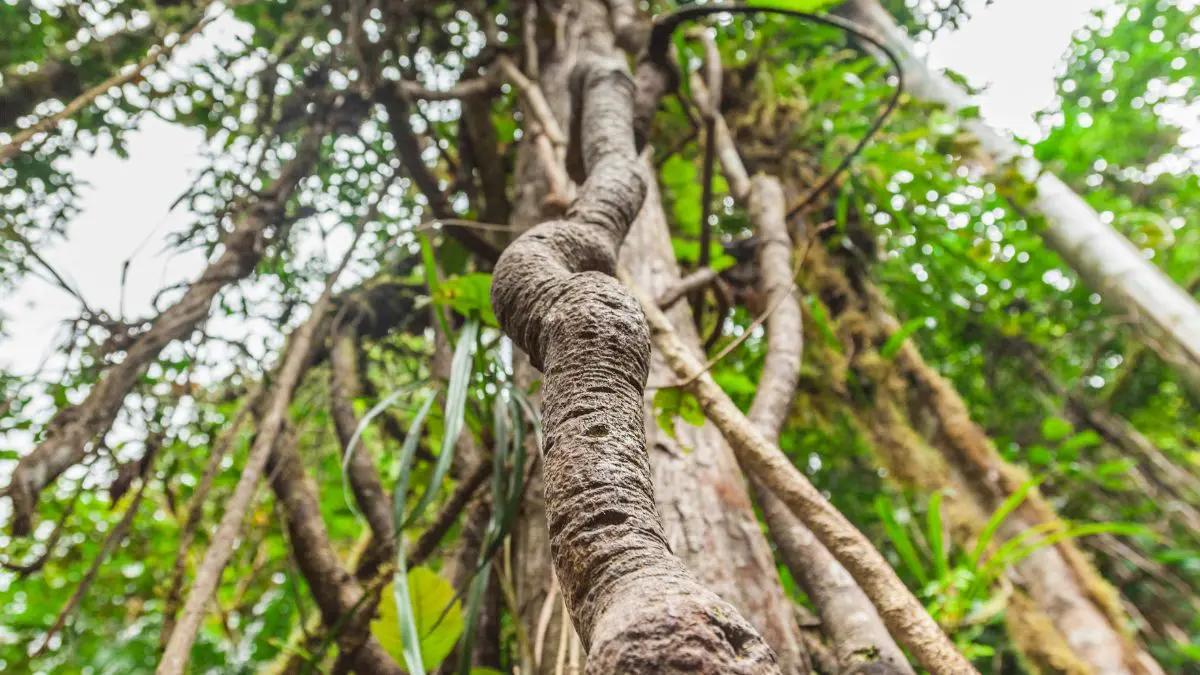 A ci&ecirc;ncia est&aacute; investigando se o DMT poder&aacute; se transformar em ferramenta terap&ecirc;utica, mas isso &eacute; muito diferente de considerar a ayahuasca uma cura comprovada.