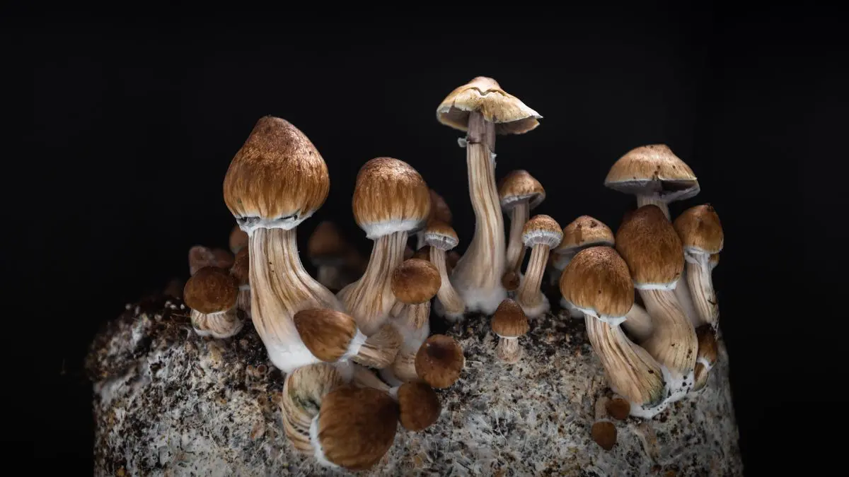 Por que a dona do Mounjaro agora quer apostar em medicamentos psicodélicos? A entrada da Eli Lilly nos medicamentos psicodélicos mostra que a saúde mental virou uma das grandes fronteiras da indústria farmacêutica.