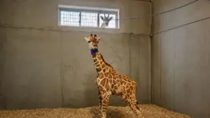 Filhote de girafa prematura sobrevive após rara cesariana de emergência