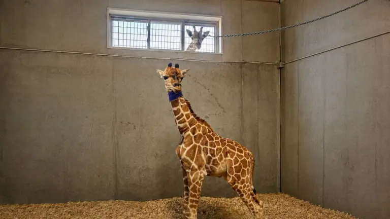 Filhote de girafa prematura sobrevive após rara cesariana de emergência