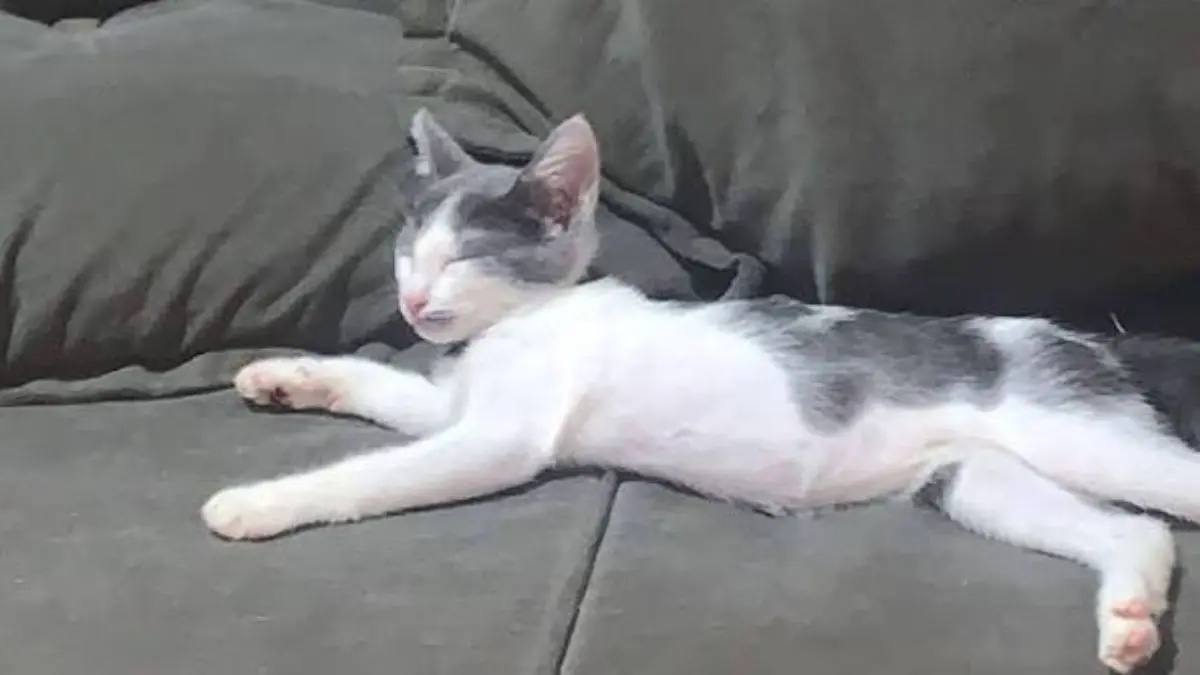 A hist&oacute;ria do gato azul &eacute; divertida porque terminou bem, mas todo tutor deve tratar subst&acirc;ncia desconhecida no pelo como situa&ccedil;&atilde;o de cuidado.