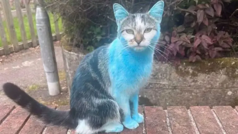 É menino! Gato invade chá revelação e volta pra casa pintado de azul