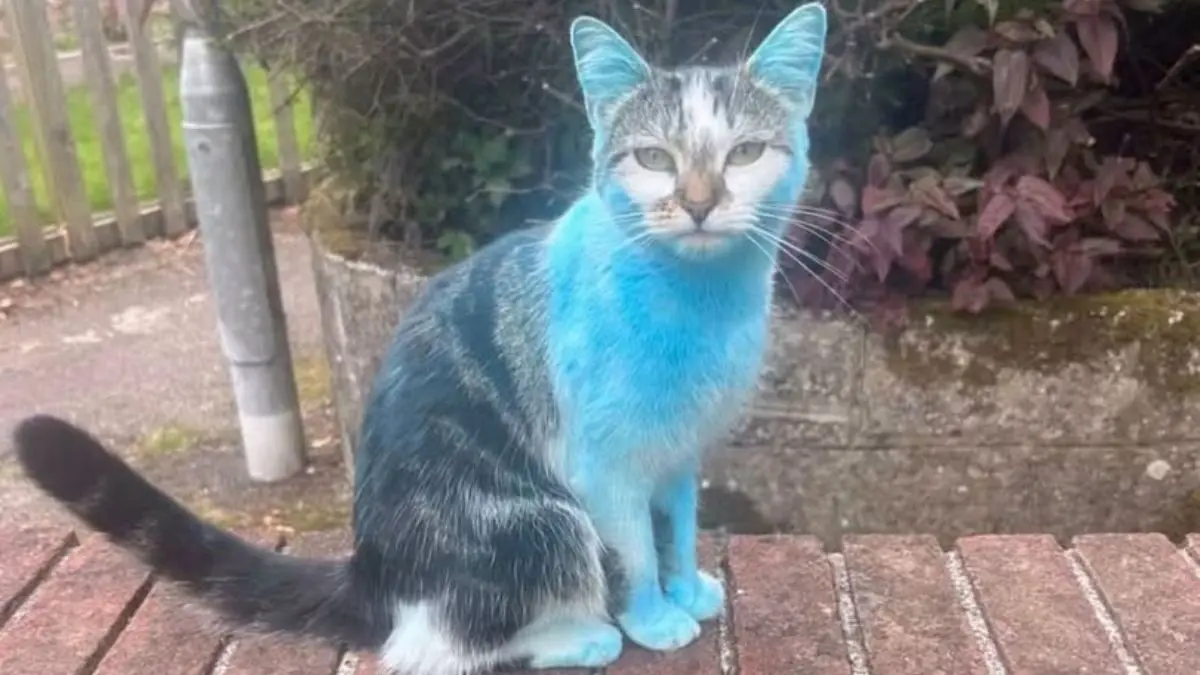 É menino! Gato invade chá revelação e volta pra casa pintado de azul