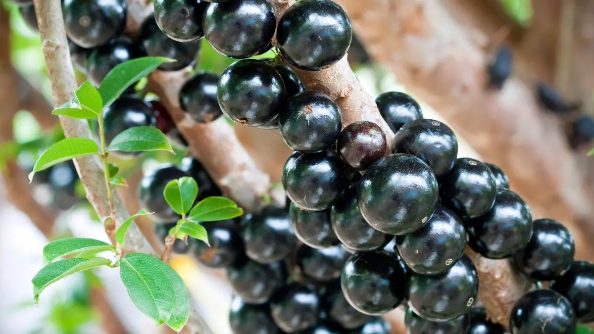 Quem compra uma jabuticabeira adulta n&atilde;o est&aacute; pagando apenas pela planta, mas por anos de crescimento, cuidado e espera.