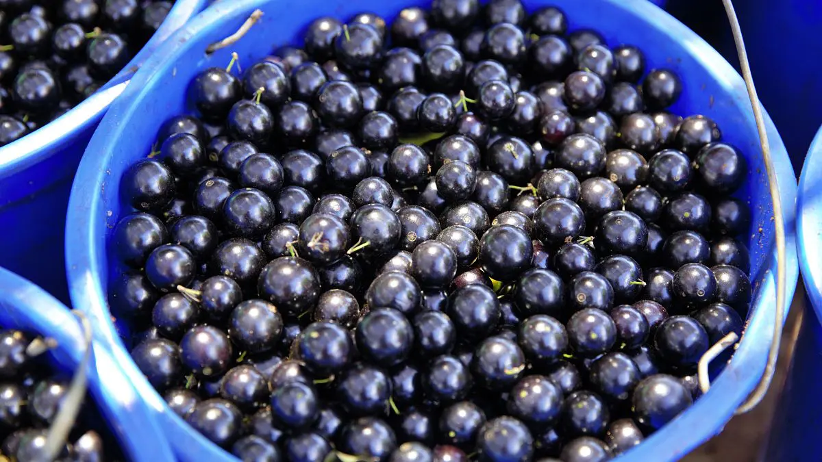 Para os brasileiros, a jabuticaba pode representar uma lembran&ccedil;a afetiva. Para muitos estrangeiros, ela parece uma fruta rara e quase ex&oacute;tica.