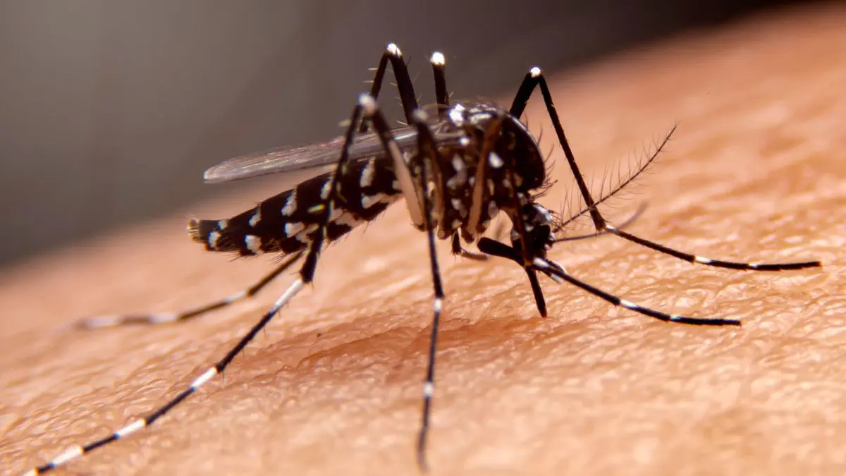 Já imaginou uma IA que detecta mosquitos perigosos pelo som de suas asas? A promessa não está em trocar pessoas por máquinas, mas em dar às equipes de saúde um alerta mais rápido sobre onde o risco pode estar crescendo.