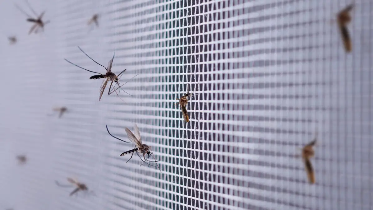 Já imaginou uma IA que detecta mosquitos perigosos pelo som de suas asas? A IA que detecta mosquitos perigosos não elimina o trabalho humano, mas pode antecipar uma informação decisiva: quais mosquitos estão circulando em determinada área.