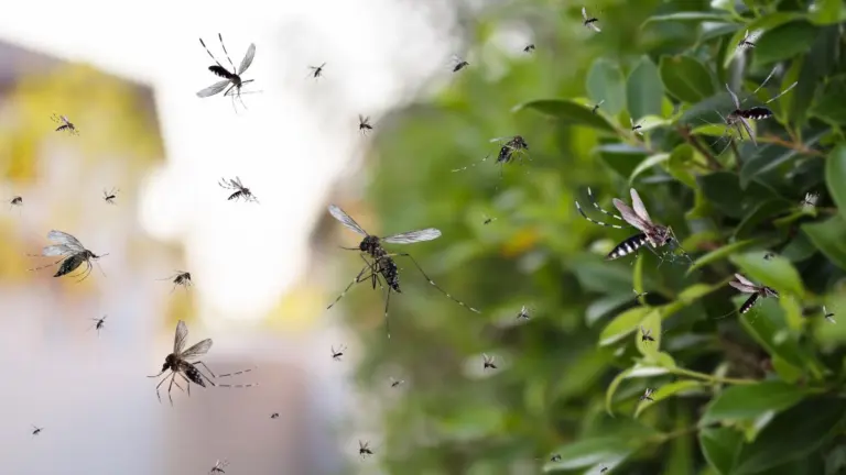 Já imaginou uma IA que detecta mosquitos perigosos pelo som de suas asas?