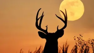 Se você nunca observou a ‘Lua do Veado’, chegou sua oportunidade