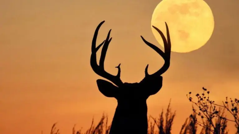 Se você nunca observou a ‘Lua do Veado’, chegou sua oportunidade