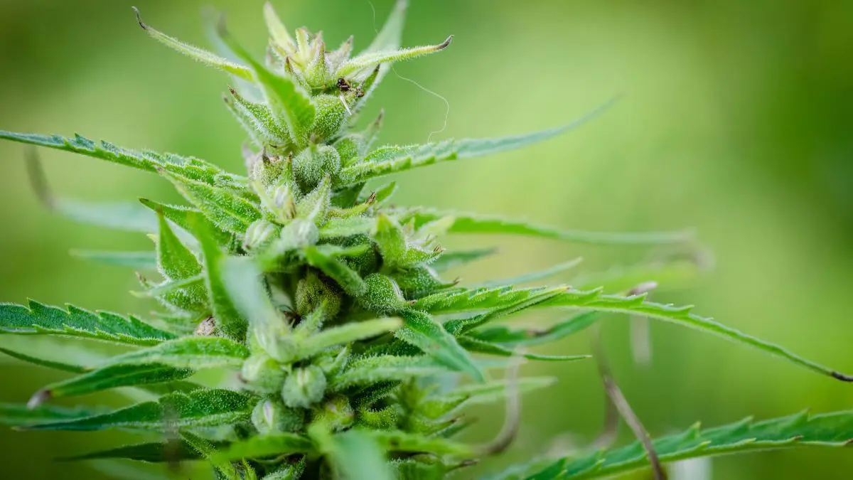 Embora menos pessoas usem maconha do que &aacute;lcool, uma parcela muito maior dos consumidores de cannabis faz uso da subst&acirc;ncia praticamente todos os dias