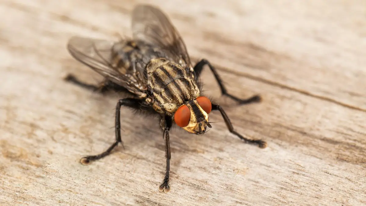 O que aconteceria se todos mosquitos e moscas desaparecessem?
