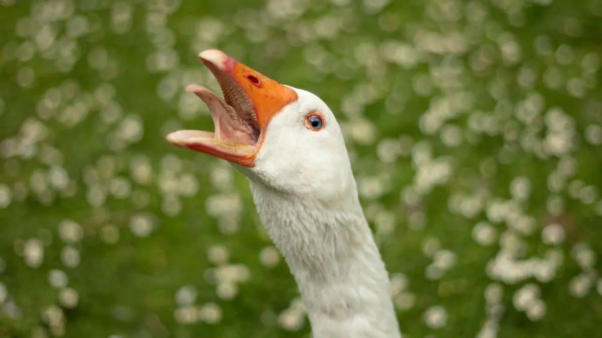 O foie gras virou s&iacute;mbolo de um dilema moderno: at&eacute; onde a tradi&ccedil;&atilde;o gastron&ocirc;mica pode ir quando depende do sofrimento animal?