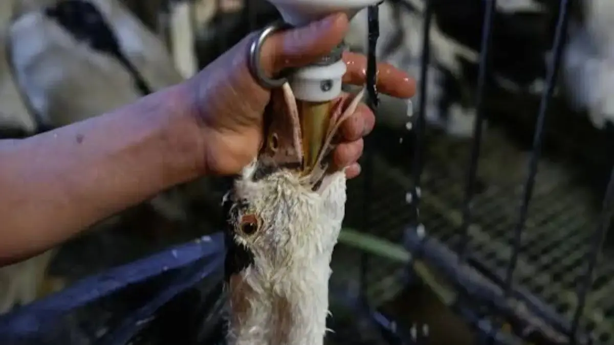 T&eacute;cnica gavage para produ&ccedil;&atilde;o de foie gras. &ndash; Foto: Animal Equality
