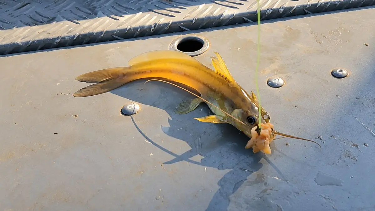 existe realmente no Brasil um animal conhecido regionalmente como boca-de-flor, mandi-boca-de-flor ou peixe-botinho